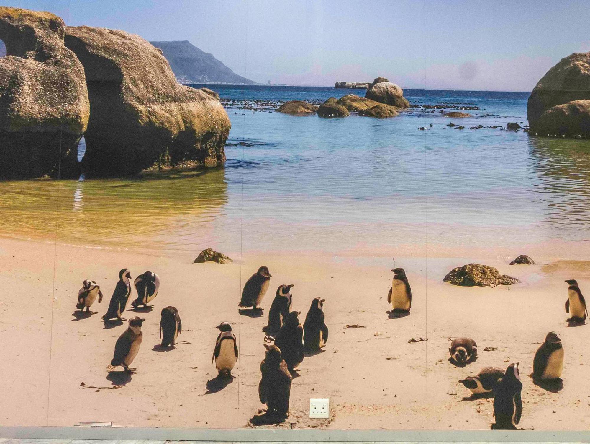Flamingo Sea Point Sea View Luxury Best Position 1 Bedroom Apartment Queen Size Bed & Inverter For Tv Κέιπ Τάουν Εξωτερικό φωτογραφία